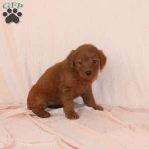 Wilma, Mini Goldendoodle Puppy